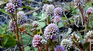 polygonum fortifyhealth dr dan